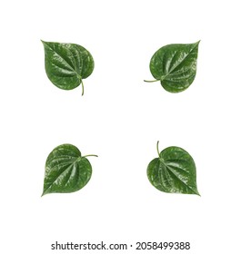 Paan leaf round design with white background