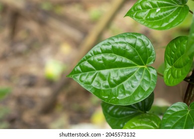 Paan Leaf With Tree, Betel Leaf Is An Evergreen