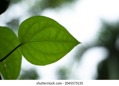 Paan Leaf With Tree, Betel Leaf Is An Evergreen