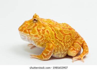 Pac Man Frog Albino Strawberry  Isolated On White Background
