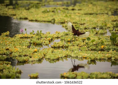 Pacaya Samiria Natural Reserve, Iquitos - Peru