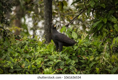 Pacaya Samiria Natural Reserve, Iquitos - Peru