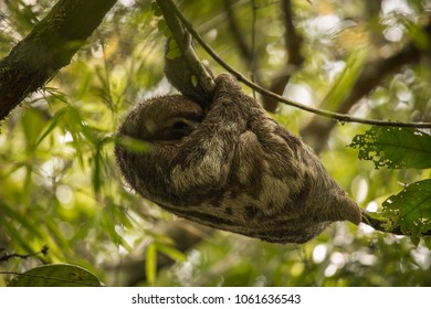 Pacaya Samiria Natural Reserve, Iquitos - Peru