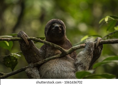 Pacaya Samiria Natural Reserve, Iquitos - Peru