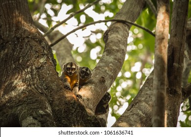 Pacaya Samiria Natural Reserve, Iquitos - Peru