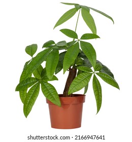 Pachira aquatica (guava chestnut, money tree) plant in a black pot on a white background. isloated.