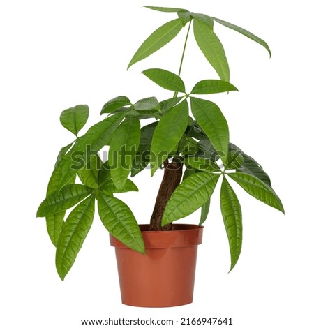 Similar – Image, Stock Photo Chestnut tree as bonsai