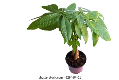 Pachira Aquatica Or Money Tree On White Background