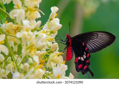 Pachliopta aristolochiae, the common rose butterfly is a swallowtail butterfly which is a common butterfly which is extensively  distributed across south and southeast Asia