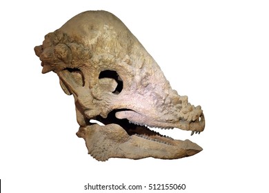Pachycephalosaurus Fossil