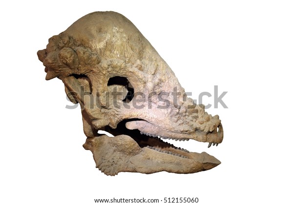 pachycephalosaurus fossil