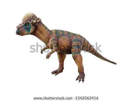 Pachycephalosaurus is a herbivore genus of Pachycephalosaurid dinosaurs, has an extremely thick skull and lived during the Late Cretaceous Period isolated on white background with clipping path 
