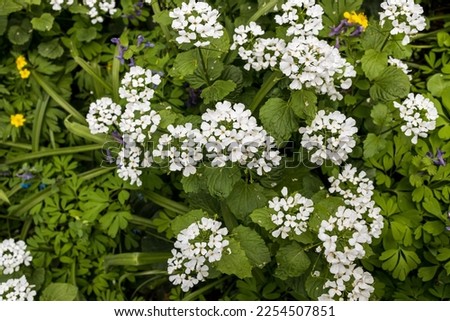 Pachyphragma is a genus of flowering plants belonging to the family Brassicaceae. Its native range is Turkey to Caucasus.
