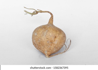 Pachyrhizus Erosus Isolated On White Background Stock Photo (Edit Now ...