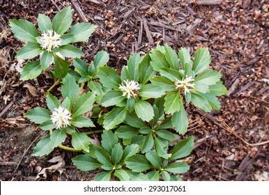 Japanese Spurge Images Stock Photos Vectors Shutterstock