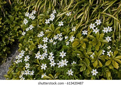 Pachysandra Terminalis Flowers