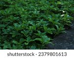 pachysandra terminalis, ground cover for shade plant