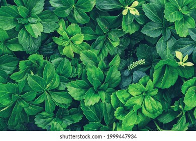 Japanese Spurge Hd Stock Images Shutterstock