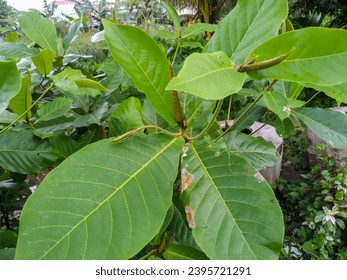 Pacific Almond or Ketapang Tree (Terminalia Catappa). A Species of the Combretaceae Family in the Myrtales Order.