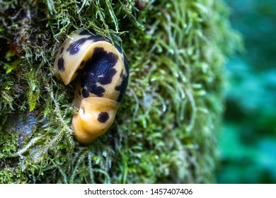 Pacific Banana Slug (Ariolimax Columbianus) On Moss Covered Tree