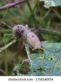 Pacific Banana Slug (ariolimax Columbianus)