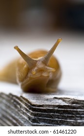 Pacific Banana Slug (Ariolimax Columbianus)