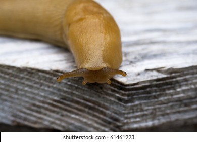 Pacific Banana Slug (Ariolimax Columbianus)