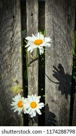 Pacific Beach WA Daisies & Picket Fence