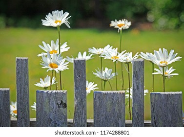 Pacific Beach WA Daisies & Picket Fence