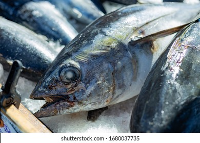 Pacific Bigeye Tuna At Market