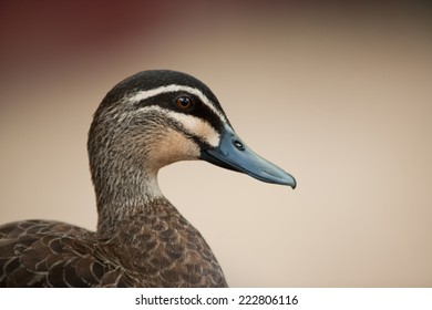 Pacific Black Duck