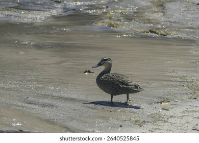 Pacific black duck Anas superciliosa known as pārera in Maori on shore of Lake Rotopounamu on North Island - New Zealand