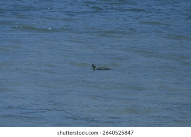 Pacific black duck Anas superciliosa known as pārera in Maori on shore of Lake Rotopounamu on North Island - New Zealand