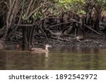 Pacific Black Duck, Clyde River, NSW, January 2021