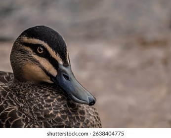 Pacific Black Duck Head Lowered