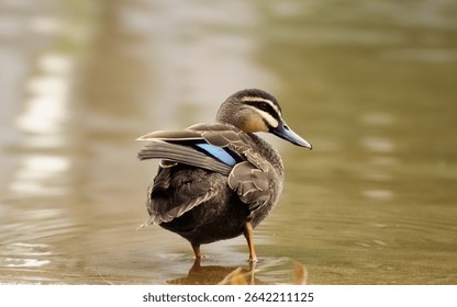 Pacific black duck jpeg image