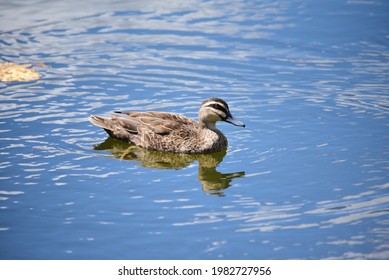 A Pacific Black Duck On Water At Springfield Lake Park,Brisbane, Australia