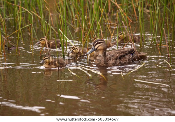 Pacific Black Duck Some Baby Ducklings Stock Photo Edit Now