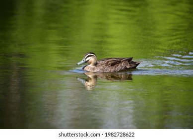 A Pacific Black Duck Swimming On Water At Springfield Lake Park,Brisbane, Australia