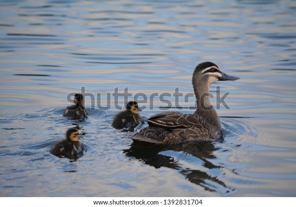 Pacific Black Duck Three Duckling Australia Stock Photo Edit Now