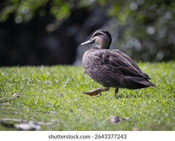 A Pacific Black Duck walking on green grass