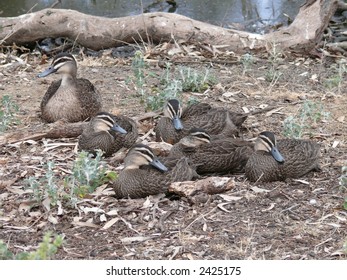 1000 Australian Pacific Black Duck Stock Images Photos Vectors