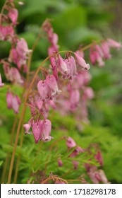Pacific bleeding-heart is a perennial herbaceous plant. Dicentra eximia are pink and bloom in tight clusters at the top of leafless, fleshy stems above the leaves from mid-spring to autumn