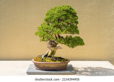 Pacific Bonsai Museum connects people to nature through the living art of bonsai. This collection boasts over 100 bonsai trees from China, Japan, Canada, Korea, Taiwan and America.