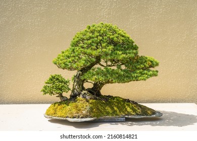 Pacific Bonsai Museum Connects People To Nature Through The Living Art Of Bonsai. This Collection Boasts Over 100 Bonsai Trees From China, Japan, Canada, Korea, Taiwan And America.