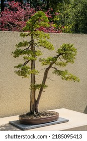 Pacific Bonsai Museum Connects People To Nature Through The Living Art Of Bonsai. This Collection Boasts Over 100 Bonsai Trees From China, Japan, Canada, Korea, Taiwan And America.