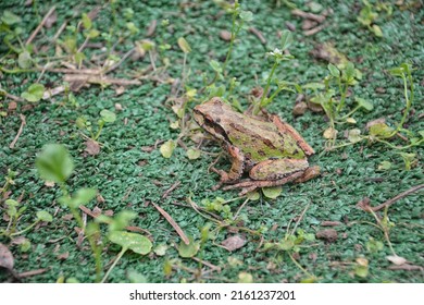 Pacific Chorus Frog On Artificial Turf (Pseudacris Regilla)