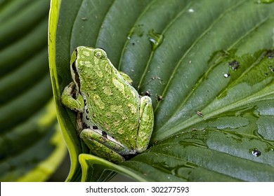 Pacific Chorus Frog On A Hosta Leaf