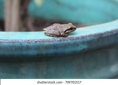 Pacific Chorus Frog On Teal Pot's Edge