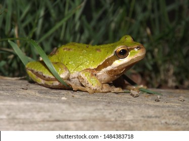 A Pacific Chorus Frog Posing